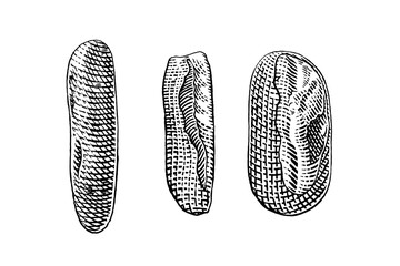 hand drawn vector sketch illustration of fresh bread, bakery, bread.