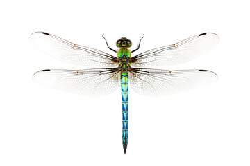 Green Darner Dragonfly Isolated on Transparent Background
