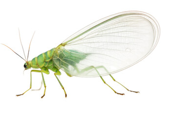 Fototapeta na wymiar Green Lacewing Isolated on Transparent Background