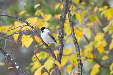 Small Willow tit perched in the middle of colorful leaves during fall foliage in Urho Kekkonen National Park, Northern Finland