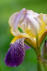 Iris sambucina colorful tall flowering springtime plant, elder scented iris white violet yellow flowers in bloom