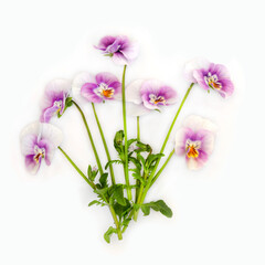 Purple pansy flower plant Panola Pink variety on white. Floral edible food decoration, herbal medicine. Treats dandruff, itching, cradle cap, acne, purifies blood, skin disorders, psoriasis.