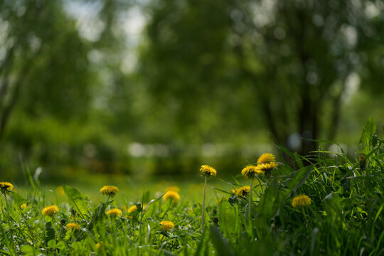 Closeup ground level background of a summer garden