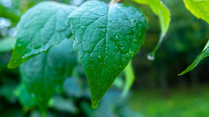 Drops of water on the green leaves of a tree after rain.