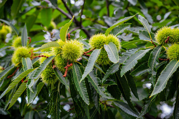 European chestnuts. Golden Chinkapin. Sweet chestnut.