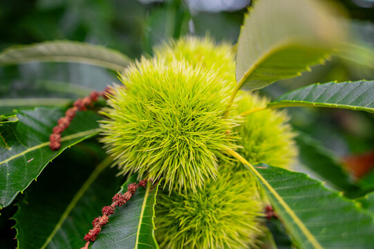 European chestnuts. Golden Chinkapin. Sweet chestnut.