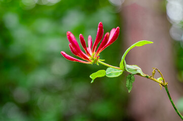 Honeysuckle Flower close up. Natural colorful background. 