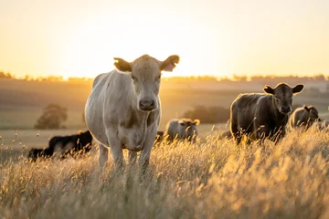 Foto op Aluminium cows at sunset on a farm in a field in a dry summer paddock © William
