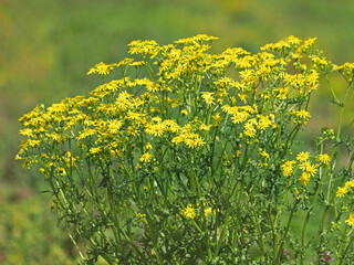 Yellow flowers of Eastern groundsel  plant on a field in summer, Senecio vernalis