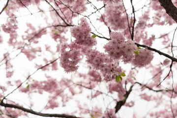 Spring background of blossom cherry flowers closeup