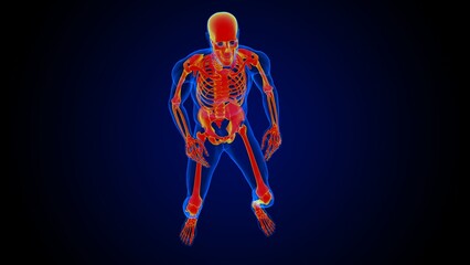 Human skeleton anatomy for medical concept 3D rendering