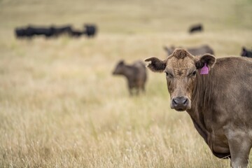 cows in the outback on a farm in australia in summer