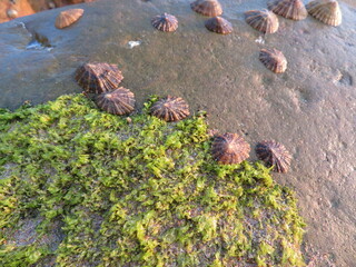 beautiful shells clinging to the rocks fish food
