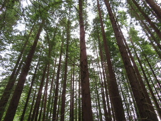 beautiful redwood forest giant trees huge fat tall wood