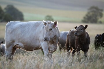 cows at sunset on a farm in a field in a dry summer paddock