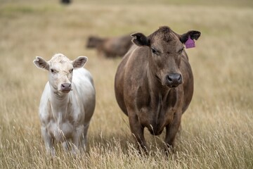 cows at dusk grazing in a field on a farm in summer