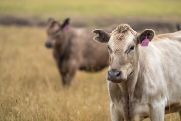 cows at dusk grazing in a field on a farm in summer