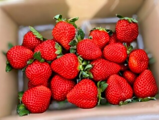 In the picture are bright red strawberries in a brown box. They are all the same size, very colorful and beautiful. They are packaged ready to be shipped in fruit products.