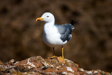 Seagull in Berlenga island