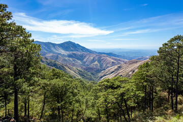 Scenic view of lush green pine trees with majestic mountain ranges under blue sky. At San Nicolas, Pangasinan, part of the Cordillera mountains.