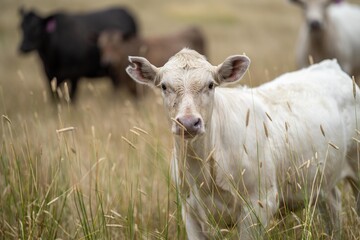 livestock on a regenerative agriculture farm practicing sustainable agricultural practices in summer