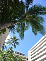Fototapeta na wymiar ヤシの木とハワイの空