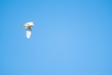 Heron, beautiful white heron flying in the blue sky, selective focus.