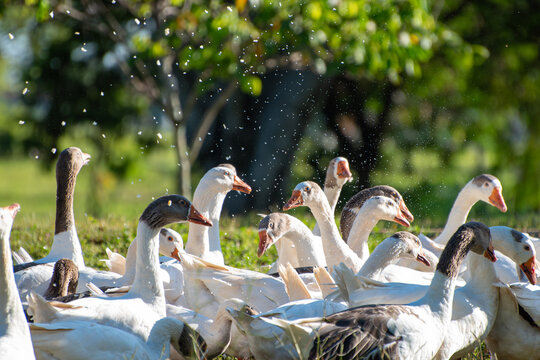Geese, beautiful geese being fed breadcrumbs in the morning in Brazil, selective focus.