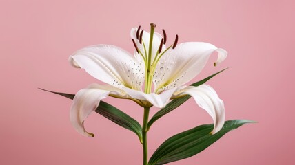 Obraz premium Lily flower on a plain pink background. 