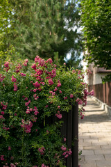 Fototapeta na wymiar blooming pink rose bushes in front of a iron fence and green hedge, summer flowers