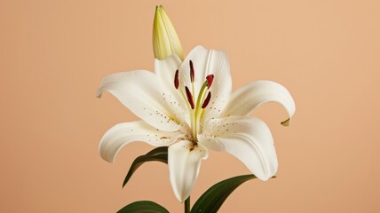 Obraz premium Lily flower on a plain bbeige background. 