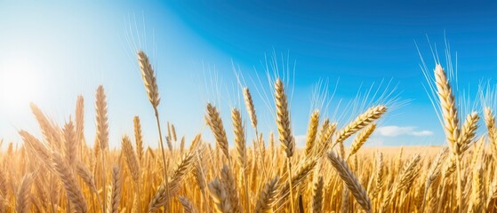 Serene Wheat Field Blanketed by Clear Blue Sky