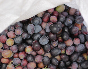 Fototapeta premium large white tarp placed on ground. Lot of delicious dusty dark black olives, picked from olive tree by human hands. Olea europaea from Oleaceae. fresh raw olives have not been pickled. brine 