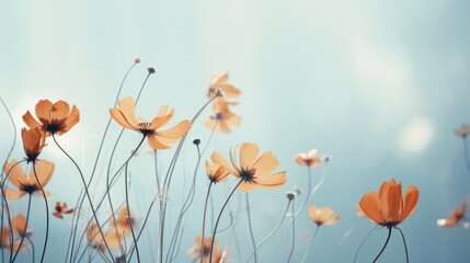 Wild poppy flowers in a muted colour background - obrazy, fototapety, plakaty