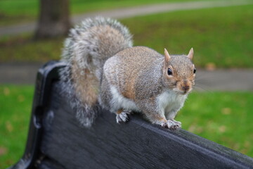 squirrel in the park