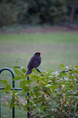 blackbird on the ground