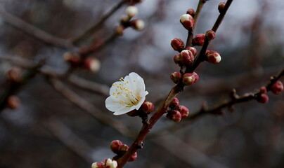 早春：1月に咲き始めた一輪の白梅の花