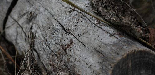 tree trunk fallen on rotten ground in forest during winter. tiny holes in tree trunks. Traces left...