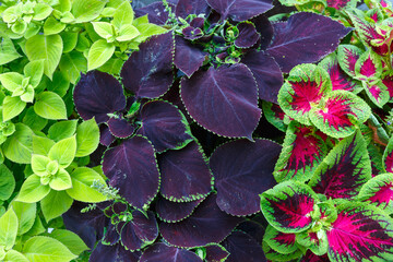 Beautiful ornamental plant with red-green leaves Plectranthus scutellarioides (Coleus blumei). close-up