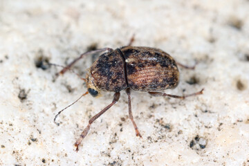 Araecerus fasciculatus, the coffee bean weevil, is a species of beetle (Coleoptera) belonging to...