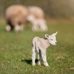 Fototapeta premium Young white lamb on meadow