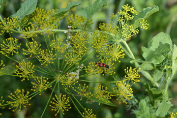 Closeup of a plant with yellow flowers