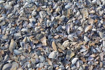 Sea shells on the beach