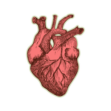 Sticker of human heart. Vintage anatomy engraving sketch organ isolated on white background. Good idea for design retro medicine poster in hand drawn style. Anatomical body part vector illustration