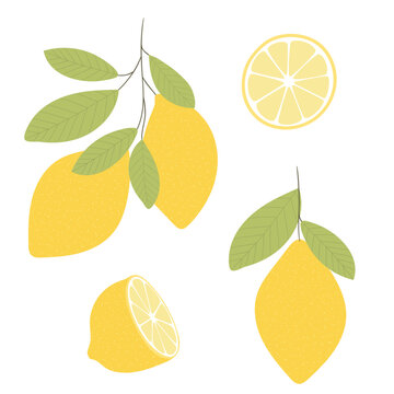 Vector pictures of lemons. Sliced ​​lemon. Lemon with leaves