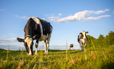 Vache laitière au milieu des champs dans la campagne en France. - obrazy, fototapety, plakaty