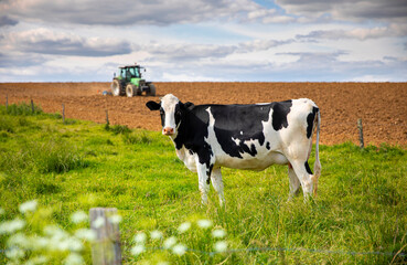 Fototapeta na wymiar Vache laitière au milieu des champs dans la campagne en France.