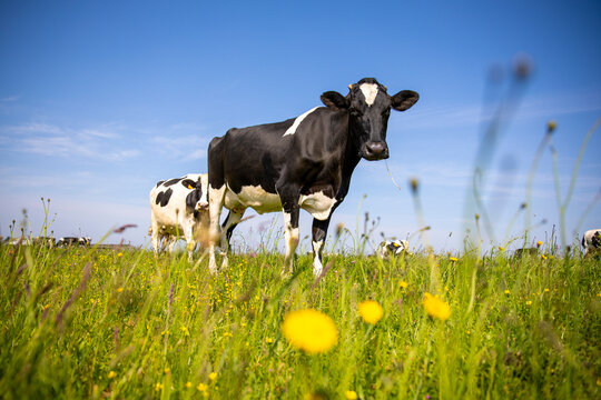 Troupeau de vache laiti&egrave;re au milieu des champs au printemps.