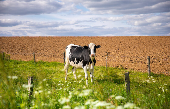 Vache laiti&egrave;re au milieu des champs dans la campagne en France.