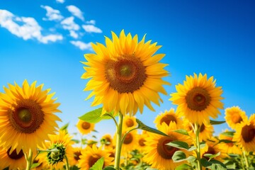 Fototapeta premium sunflower field with blue sky